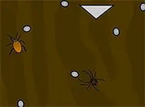 Arachnid Habitat Management